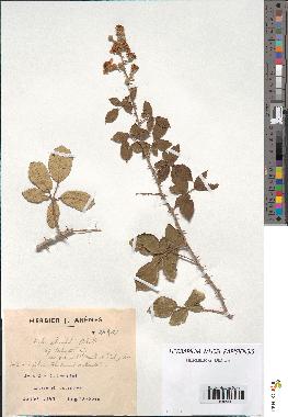 spécimen de Rubus ulmifolius