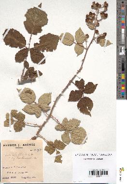 spécimen de Rubus ulmifolius