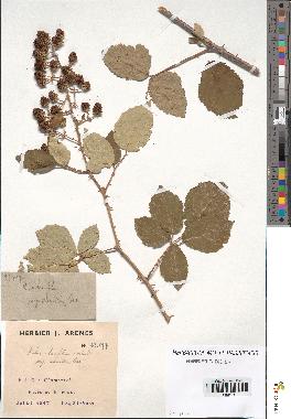 spécimen de Rubus ulmifolius