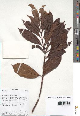 spécimen de Coffea sp.