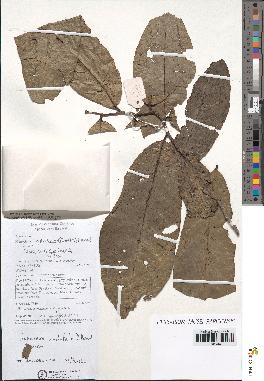 spécimen de Monodora myristica