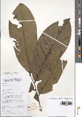 spécimen de Monodora myristica