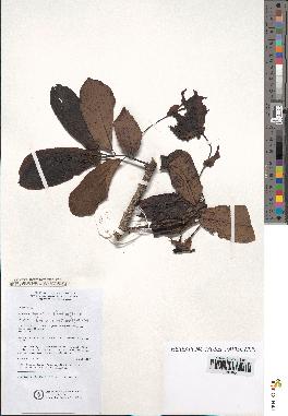 spécimen de Monodora myristica
