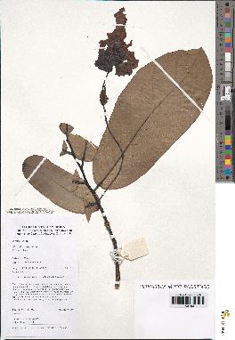 spécimen de Monodora myristica