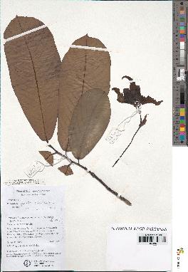 spécimen de Monodora myristica