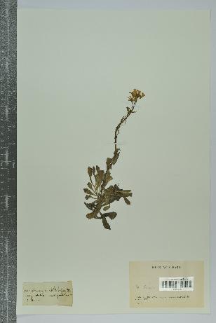 spécimen de Arabidopsis lyrata