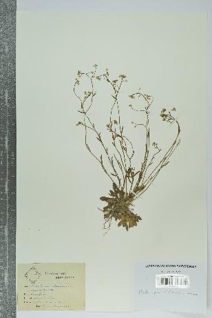 spécimen de Arabidopsis thaliana