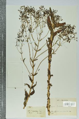 spécimen de Isatis tinctoria