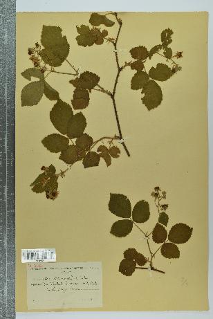 spécimen de Rubus sp.