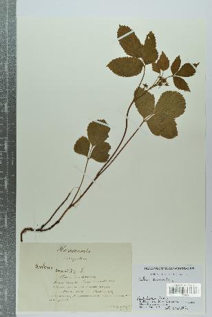 spécimen de Rubus saxatilis