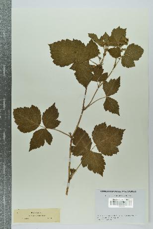 spécimen de Rubus caesius