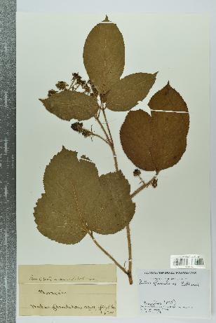 spécimen de Rubus glandulosus