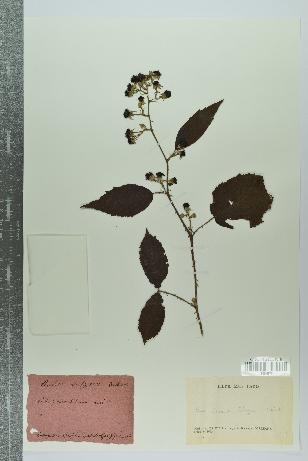 spécimen de Rubus vulgaris