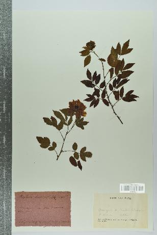 spécimen de Rubus rosaefolius