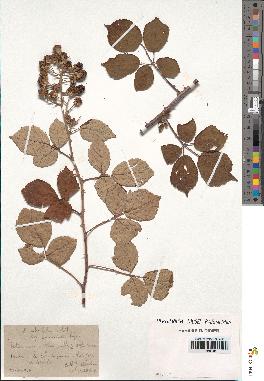 spécimen de Rubus ulmifolius