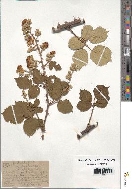 spécimen de Rubus ulmifolius