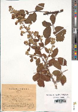 spécimen de Rubus ulmifolius