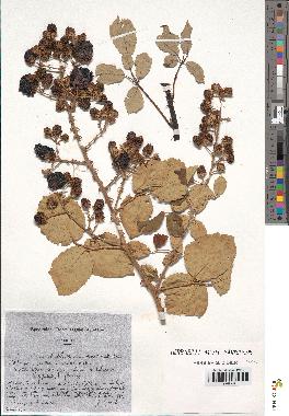 spécimen de Rubus ulmifolius