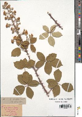 spécimen de Rubus ulmifolius