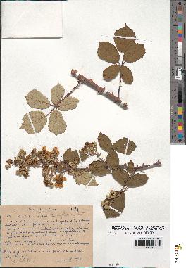 spécimen de Rubus ulmifolius