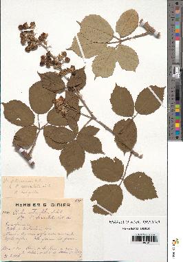 spécimen de Rubus ulmifolius