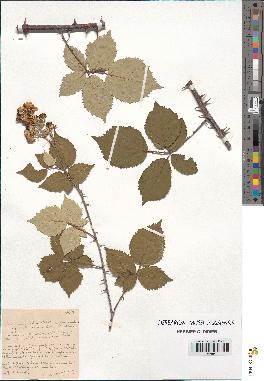 spécimen de Rubus ulmifolius