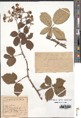 spécimen de Rubus ulmifolius