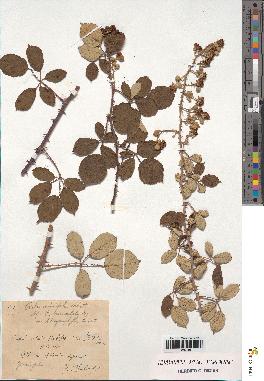 spécimen de Rubus ulmifolius