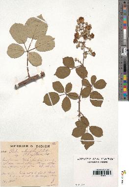 spécimen de Rubus ulmifolius