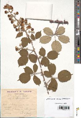 spécimen de Rubus ulmifolius