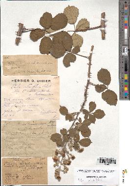 spécimen de Rubus ulmifolius