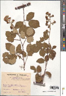 spécimen de Rubus ulmifolius