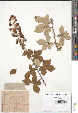 spécimen de Rubus ulmifolius