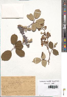 spécimen de Rubus ulmifolius