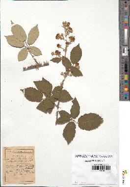 spécimen de Rubus ulmifolius