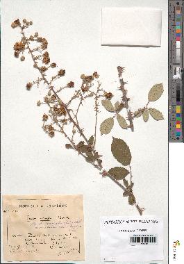 spécimen de Rubus ulmifolius