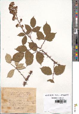 spécimen de Rubus ulmifolius