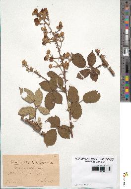 spécimen de Rubus ulmifolius