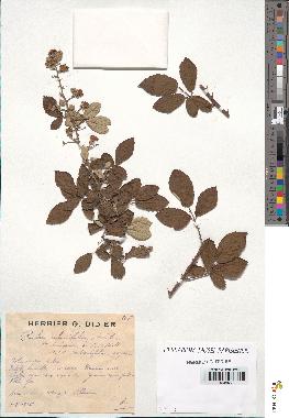 spécimen de Rubus ulmifolius