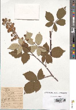 spécimen de Rubus ulmifolius