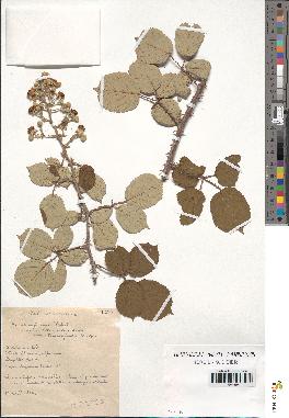 spécimen de Rubus ulmifolius