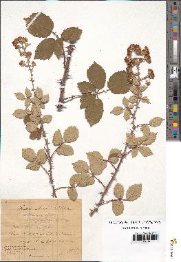 spécimen de Rubus ulmifolius