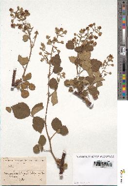 spécimen de Rubus sp.