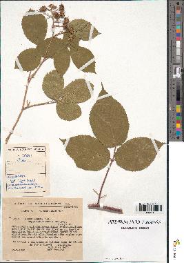 spécimen de Rubus sp.