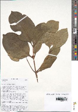spécimen de Coffea sp.