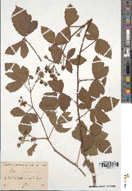 spécimen de Rubus sp.