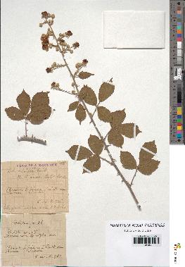 spécimen de Rubus ulmifolius