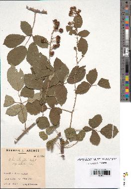 spécimen de Rubus ulmifolius