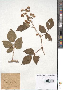 spécimen de Rubus × semisilvigenus