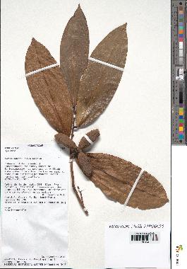 spécimen de Xylopia sp.